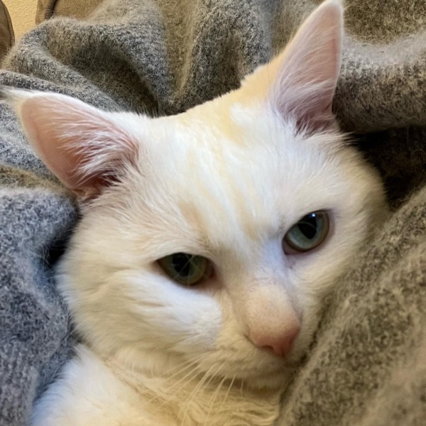 White cats, or any cats, really...
