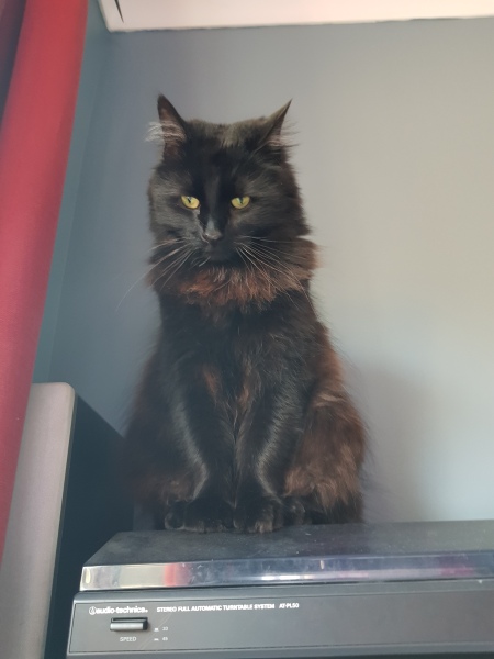 I think I've joined a cult and my cat is the leader.
