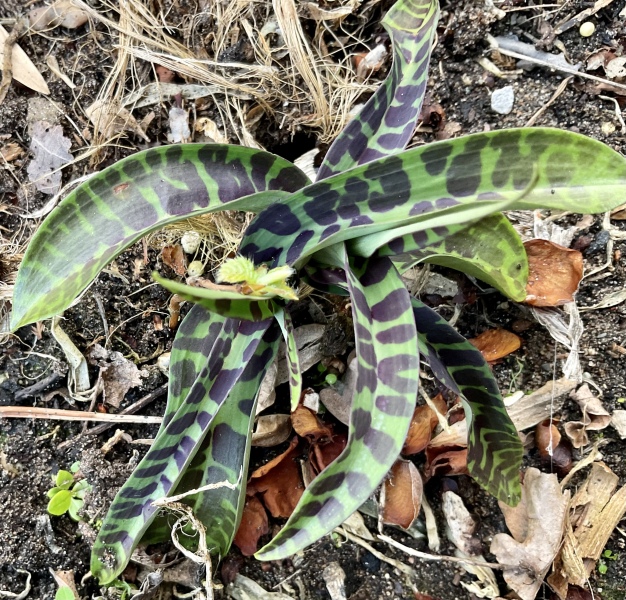 Can someone identify this for me please? 