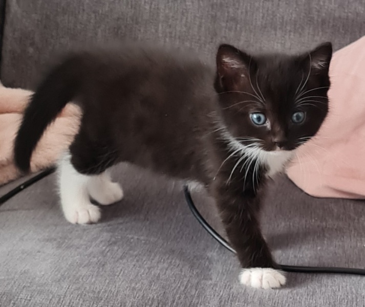 Any ideas on breed of my little kitten 