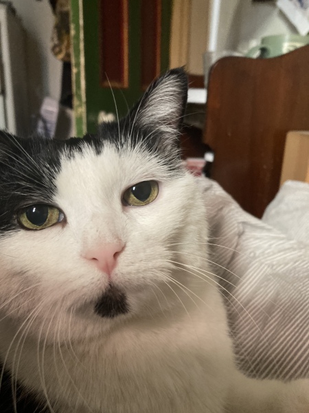 I told my cat a joke and this is how much she enjoyed it ...