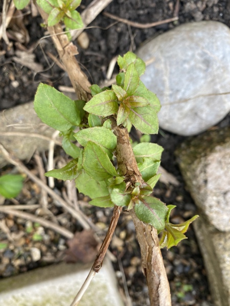 Can anyone tell me what this plant is?
