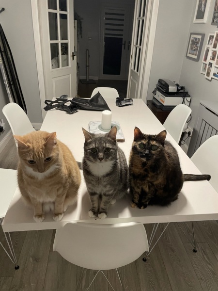 Cats used to be worshiped as Gods...