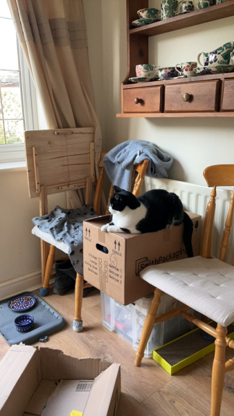 Cat and kitten - how do you think this is going?