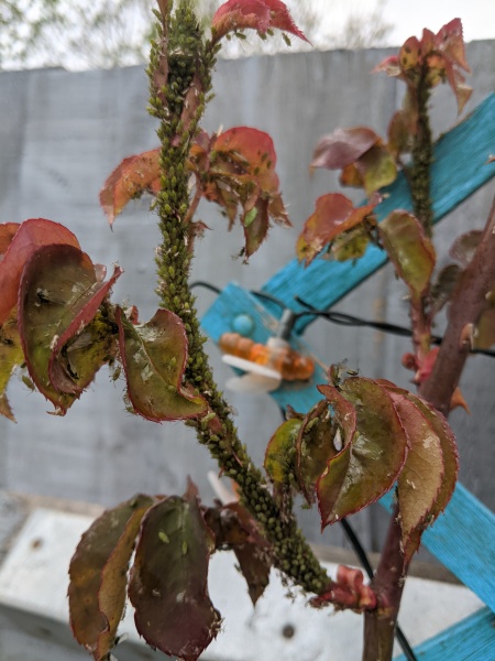 What is this on my roses?