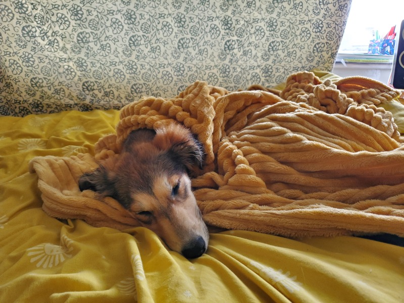 Dogs in bedrooms