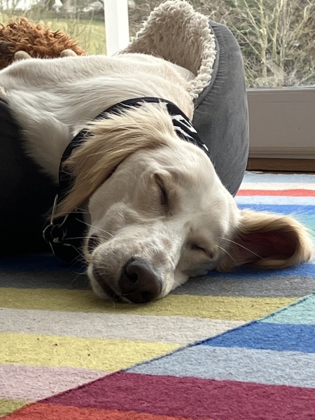 Saluki owners - hair question