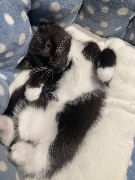 Any ideas on breed of my little kitten 