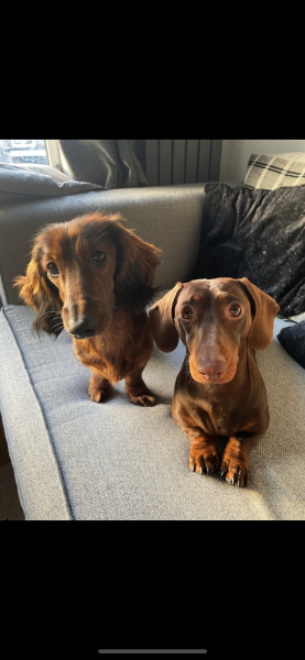 What do you call your dog…?