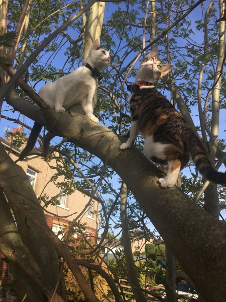 Sad to have to give kitten back to breeder