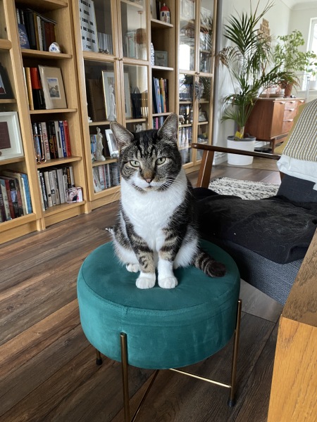 To let my fucking cat take his chances??