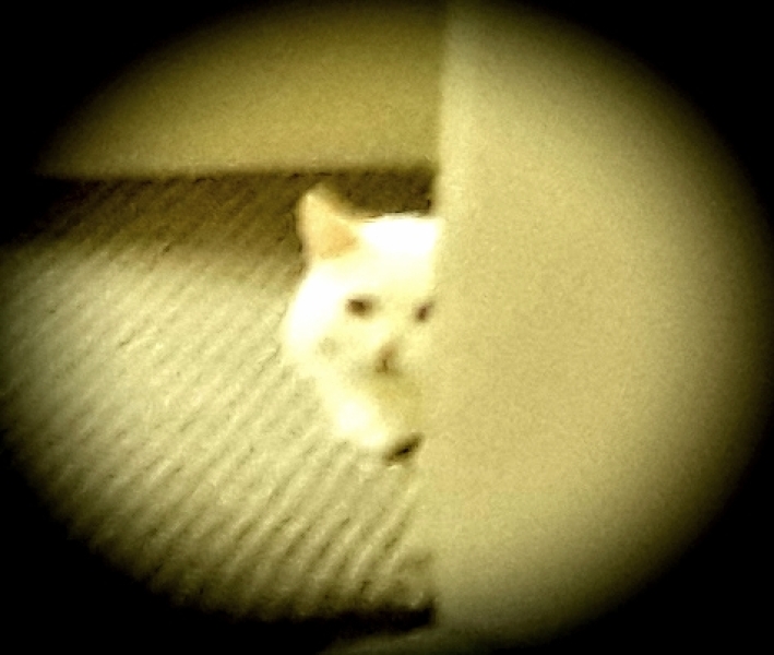 Cats used to be worshiped as Gods...