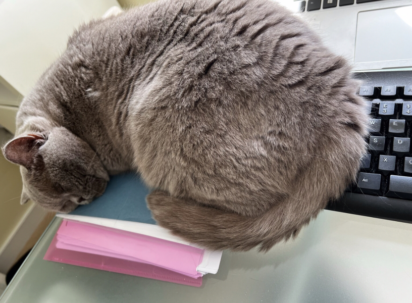 Rescues don’t actually want to rehome cats