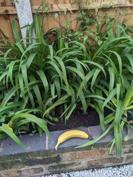 Please help me ID this plant