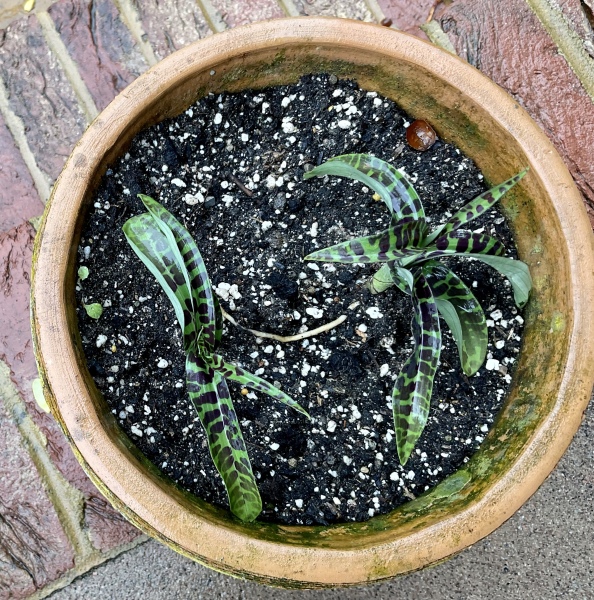 Can someone identify this for me please? 