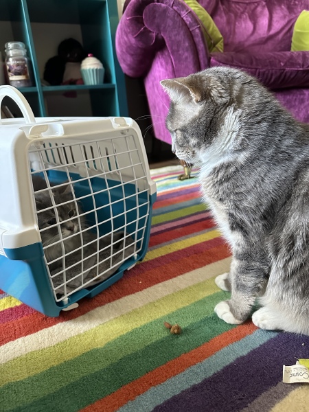 Cat owners: what do I need to know? 
