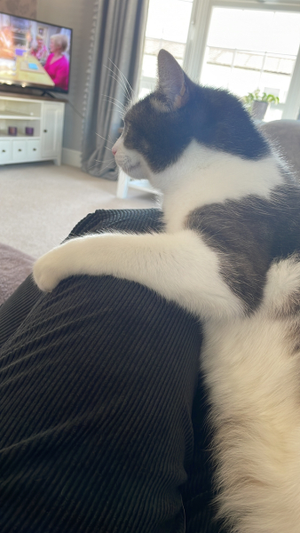 I told my cat a joke and this is how much she enjoyed it ...
