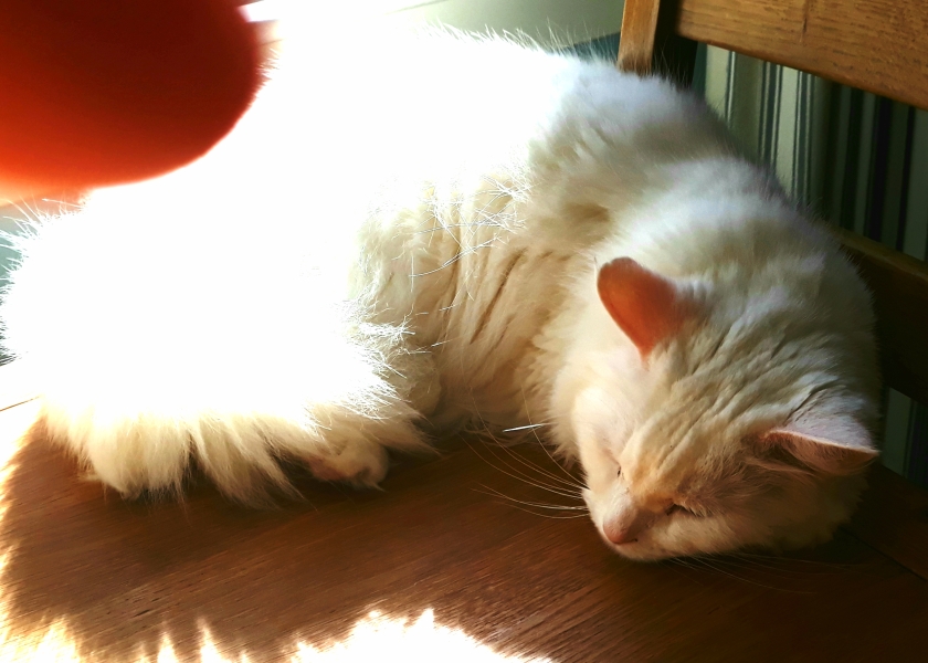 Cats used to be worshiped as Gods...