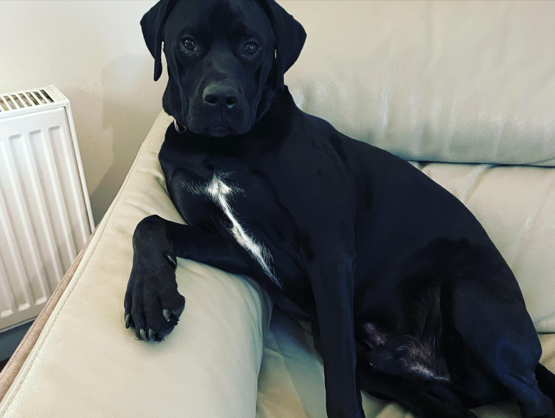 What do you call your dog…?