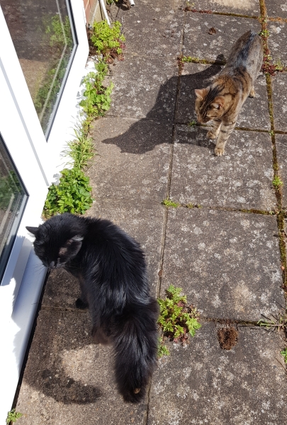 TCs favourite neighbour