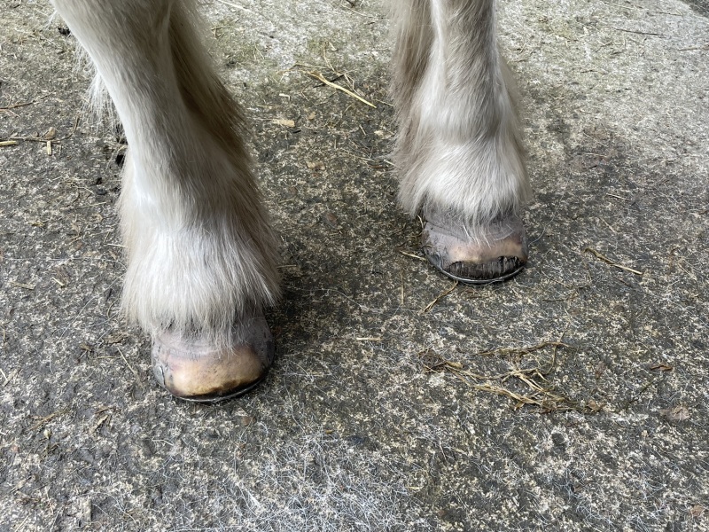 Does this laminitis look under control to you?