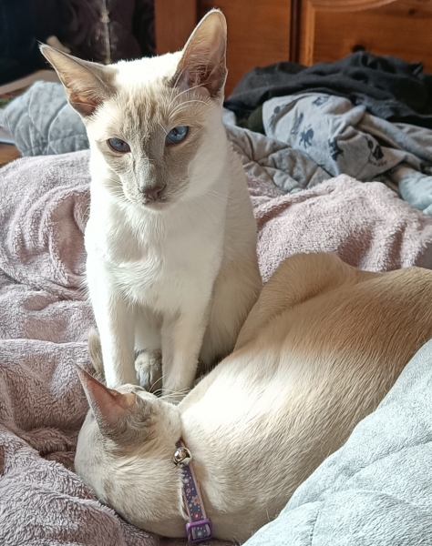 White cats, or any cats, really...