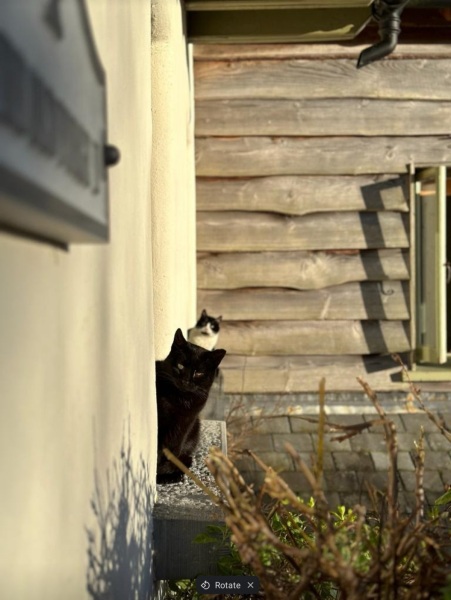 How many black cats...