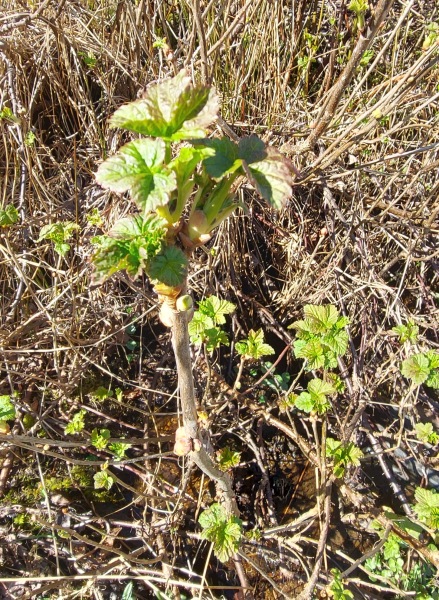 Help with plant ID?