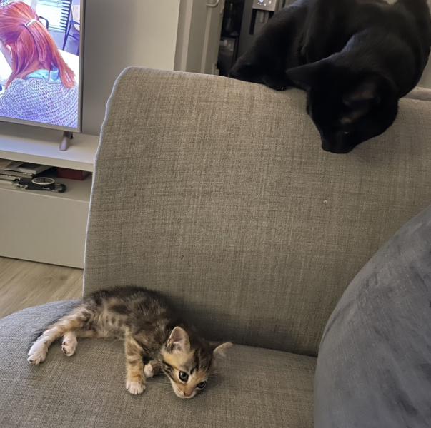 Sad to have to give kitten back to breeder
