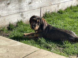 Puppy Survival Thread - as we approach Fireworks night for the first time…