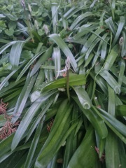 Please help me ID this plant
