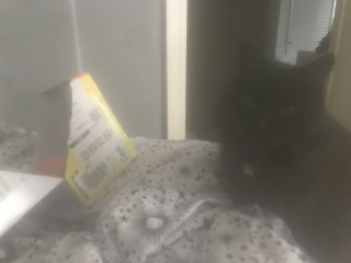 Cats used to be worshiped as Gods...