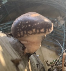 Mushrooms inoculated into log and now I can't remember which type they were... pics