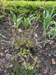 Hydrangea help