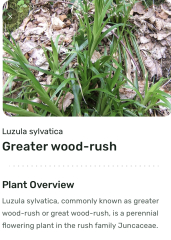 Please help me ID this plant