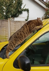 Thug cat part 5 - For he will not do destruction, if he is well-fed, neither will he spit without provocation.