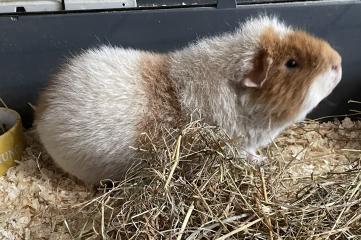 A genuine Guinea pig thread!!! 