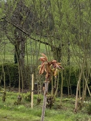 Indian horsechestnut leaves dying?
