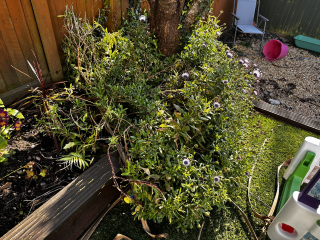 Flowers question