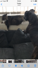 Cats used to be worshiped as Gods...
