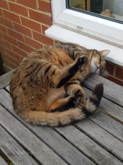 Thug cat part 5 - For he will not do destruction, if he is well-fed, neither will he spit without provocation.