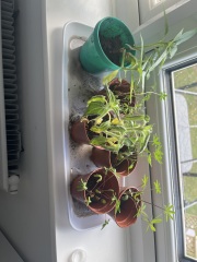 Next steps with my indoor seed plants
