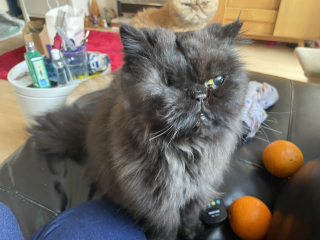 White cats, or any cats, really...