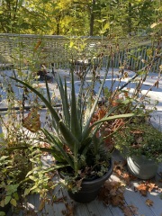 Aloe Vera plants