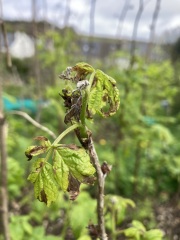 Unhappy raspberry canes