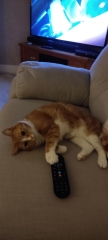 Would you give away your pet for a million pounds?
