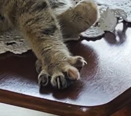 Toe Beans 