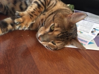 Grieving for my bengal cat