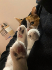 Toe Beans 