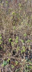 Help with plant ID?